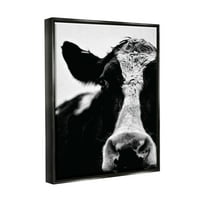 Stuple Industries крава црно -бело блиску etет црно врамено лебдечко платно wallидна уметност, 16x20